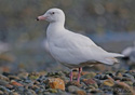 Larus hiperboreus